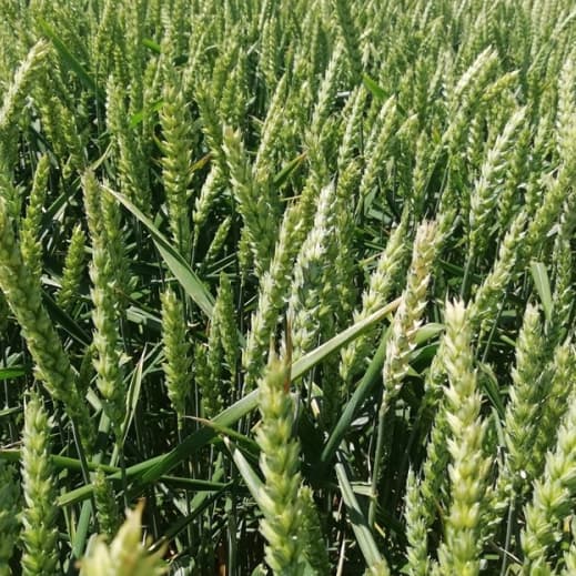 Пшениця озима Леммі — Viterra seed