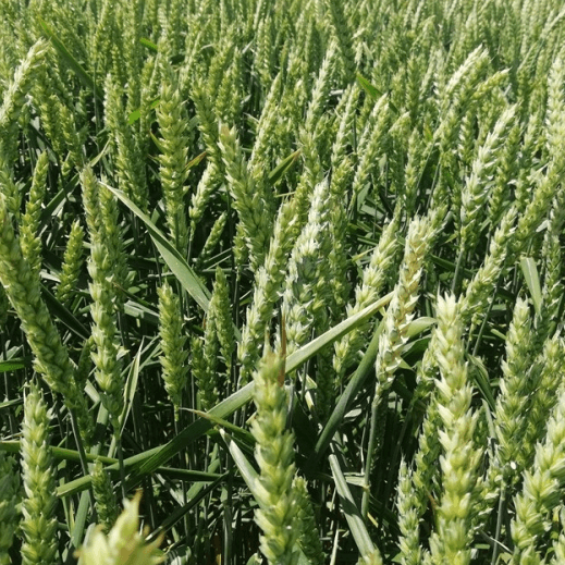 Пшениця озима Леммі — Viterra seed
