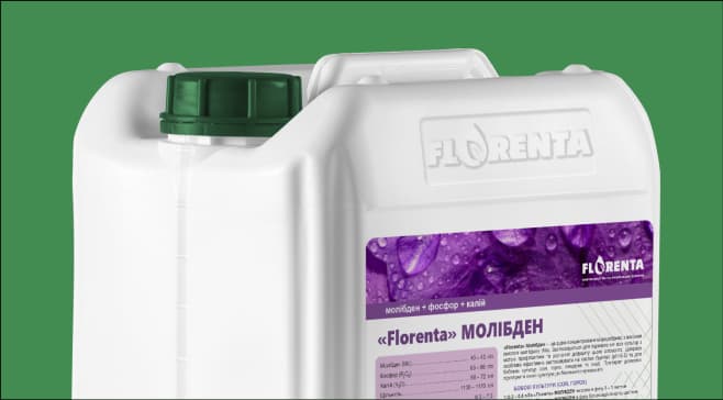 Florenta Molybdenum — Florenta