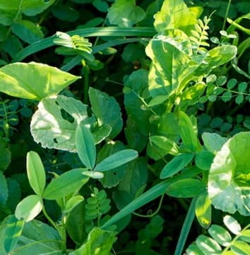Active Soil Кукурудза — Viterra seed