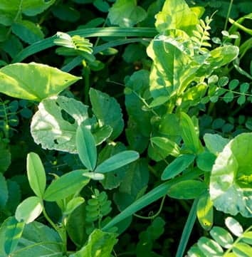 Active Soil Кукурудза — Viterra seed