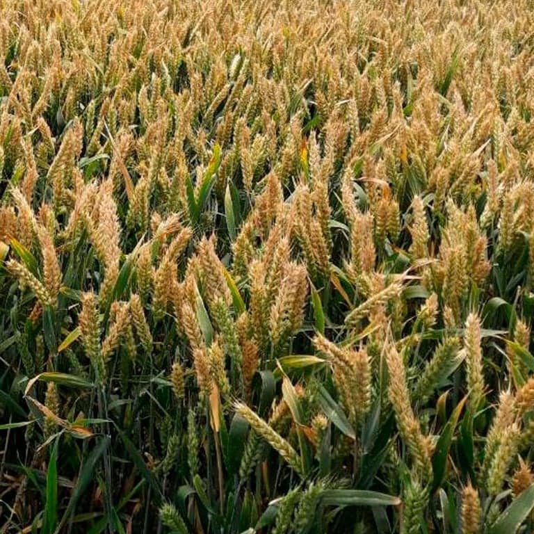 Пшениця озима Катаріна — Viterra seed