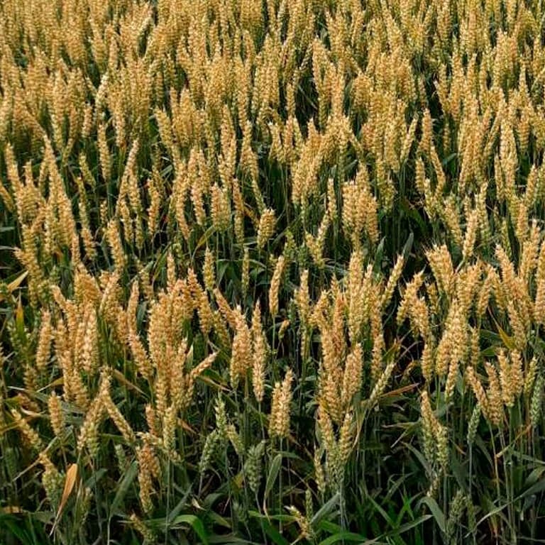 Пшениця озима Фелікс — Viterra seed