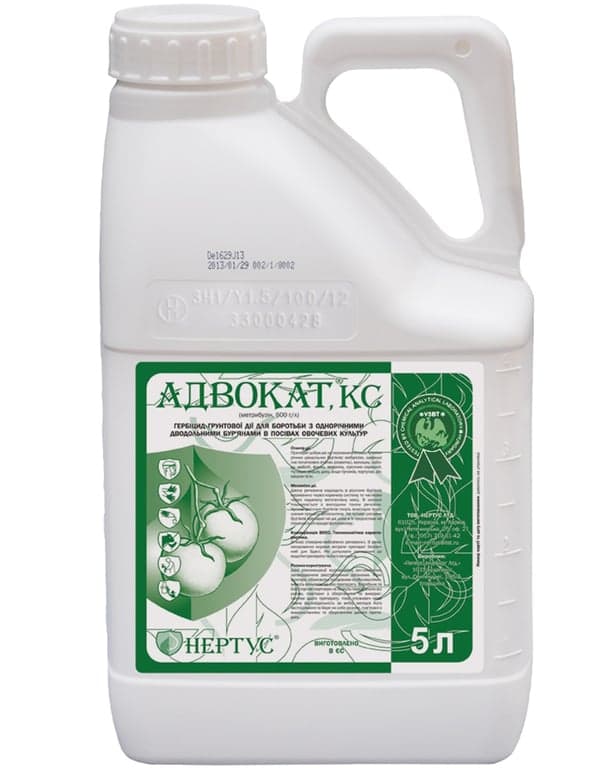 Advokat — Nertus