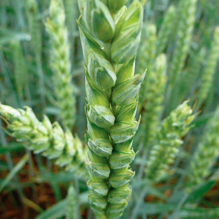 Пшениця озима Тіка Така — Viterra seed