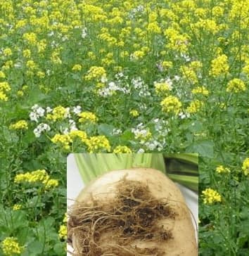 Active Soil Цукровий буряк — Viterra seed
