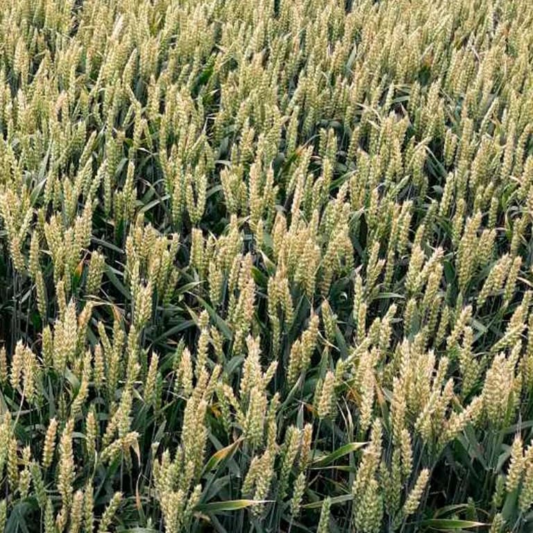 Пшениця озима Атлон — Viterra seed
