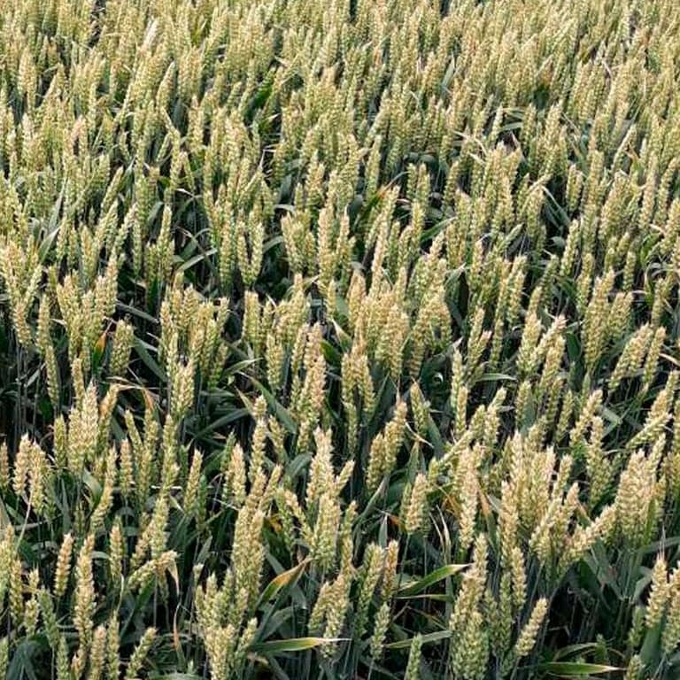 Пшениця озима Атлон — Viterra seed
