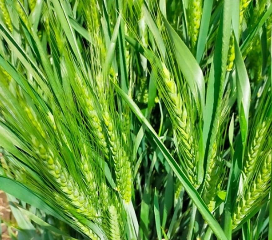 Пшениця озима Папіллон — Viterra seed