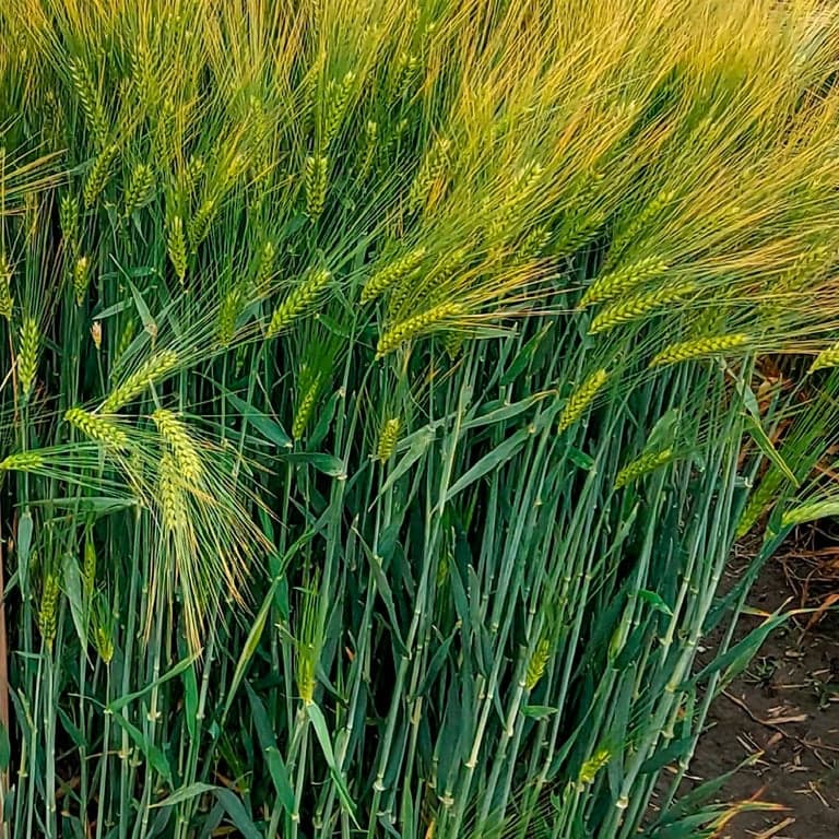 Ячмінь озимий Аренія — Viterra seed
