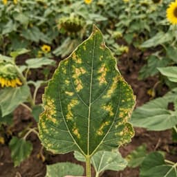 Sunflower leaf