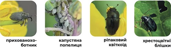 _18300x.jpg?1699436837429