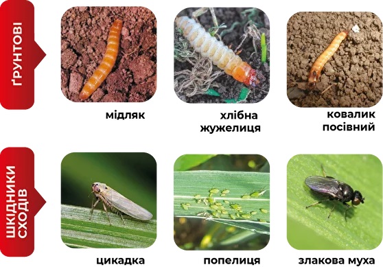 _603x.jpg?1699967599213