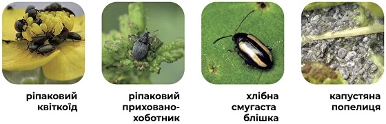 _9300x.jpg?1699432076221