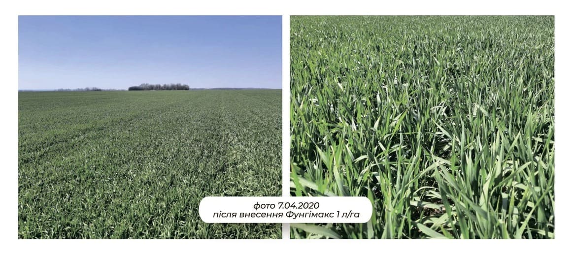 Результати Фунгімакс на полі
