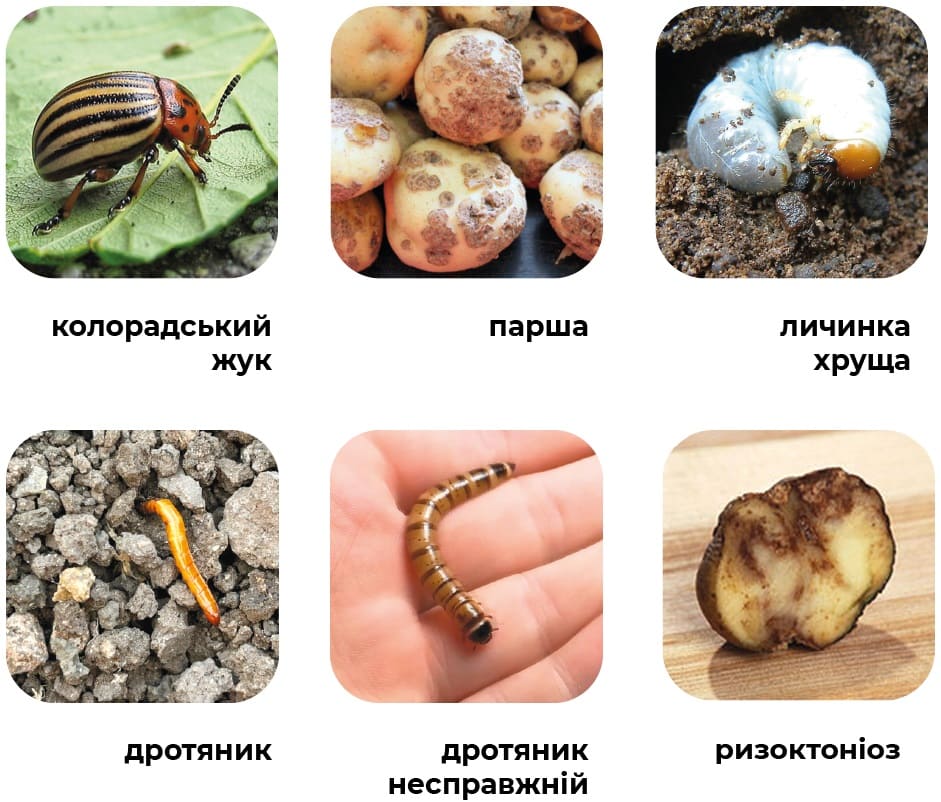 _393x.jpg?1699887884432