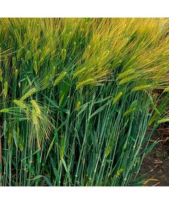 Ячмень озимый Арения