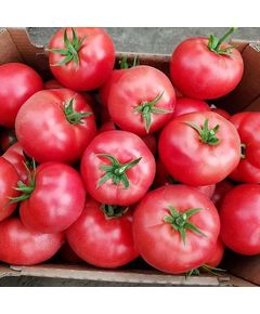 Професійне насіння рожевого томату індет. раннього Мей Шуай F1 500 шт.
