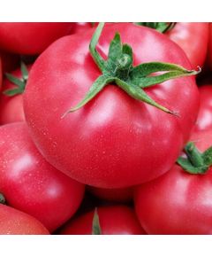 Професійне насіння рожевого томату индет. Пінк Айді F1 (DRS-Seminis) 500 шт.