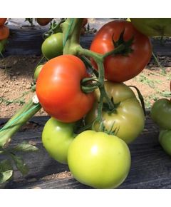 Професійне насіння червоного томату індет. Бесуто F1 (DRS-Seminis) 250 шт.