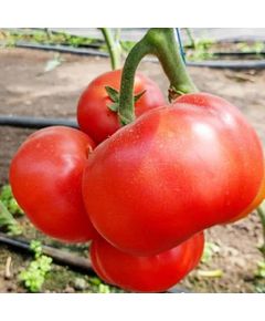 Професійне насіння червоного томату індет. Реслер F1 (DRS-Seminis) 250 шт.