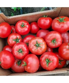 Професійне насіння червоного томату індет. Етерей F1 (DRS-Seminis) 250 шт.