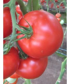 Професійне насіння червоного томату Мелодія F1 (DRS-Seminis) 250 шт.