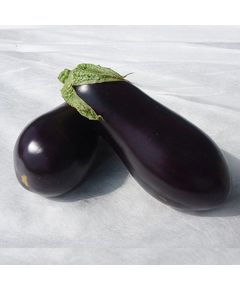 Професійне насіння баклажану Епік F1 Seminis 1000 шт.