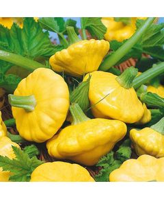 Професійне насіння жовтого патисону Сані Делайт F1 Seminis 100 шт.