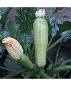 Професійне насіння кабачка раннього СВ 2987 YL F1 (SV 2987 YL F1) Seminis 1000 шт