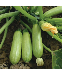 Професійне насіння кабачка раннього Сцилі F1 Seminis 500 шт.