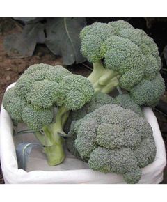 Професійне насіння капусти броколі Айронмен F1 Seminis 2500 шт.