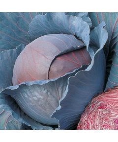 Професійне насіння капусти червоноголової ранньої Ред Дінасті F1 Seminis 2500 шт.