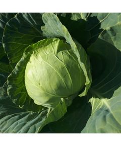 Професійне насіння капусти б/г ранньої Грін Флеш F1 Seminis 2500 шт.