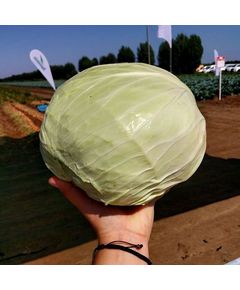 Професійне насіння капусти білоголової Мензанія F1 Seminis 2500 шт.