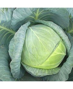 Професійне насіння капусти б/г середньої Ларсія F1 Seminis 2500 шт.
