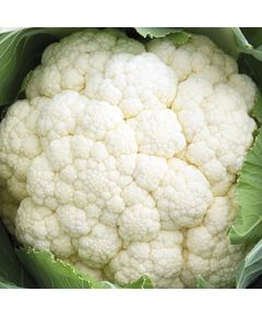 Професійне насіння капусти цвітної середньої Форталеза F1 Seminis 2500 шт.