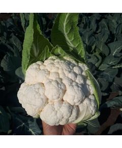 Професійне насіння капусти цвітної пізньої СВ 5818 АЦ F1 Seminis 1000 шт.