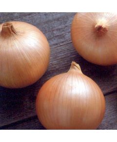 Професійне насіння цибулі ріпчастої Кенді F жовтої Seminis 250 000 шт