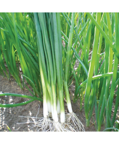 Професійне насіння цибулі на перо ранньої Грін Баннер Seminis 100 000 шт