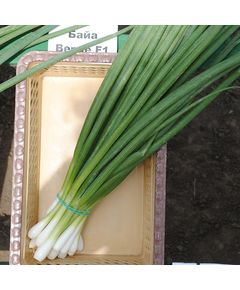 Професійне насіння цибулі на перо ультрараннього Байа Верде Seminis 100 000 шт