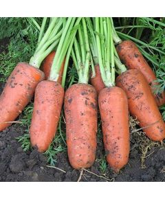 Професійне насіння моркви Шантане Абако F1 (2,0-2,2) 1 млн Seminis