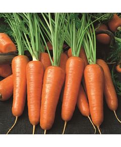 Професійне насіння моркви Шантане 14-16 см Абразо F1 Seminis 1 млн шт