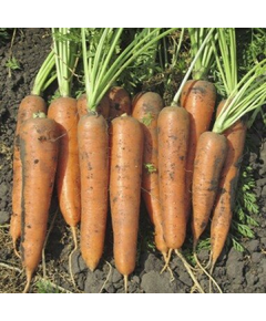 Професійне насіння моркви Шантане СВ 3118 ДХ F1(1,4-1,6 мм) 1 млн шт Seminis