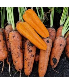 Професійне насіння моркви Шантане Ліс Сайнтес (1,8-2,0) 1 млн шт. Seminis