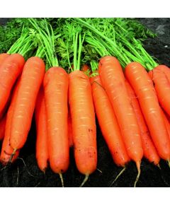 Професійне насіння моркви Нантес Карібу F1 (2,0-2,2) 200 000 шт Seminis