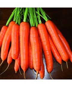 Професійне насіння моркви Нантес Карруба F1 (2,0-2,2) 200 000 шт. Seminis