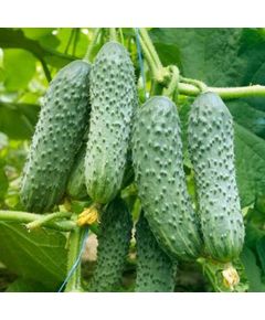 Професійне насіння огірка партенокарпічного корнішона Мірабіл F1 Seminis 1000 шт.
