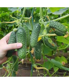 Професійне насіння огірка корнішону партенокарпічного Мадрілен F1 Seminis 250 шт.