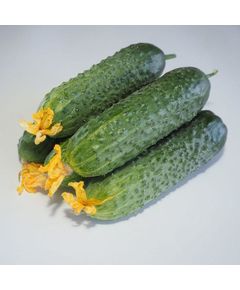 Професійне насіння огірка корнішона партенокарпічного Мадейра F1 Seminis 1000 шт.